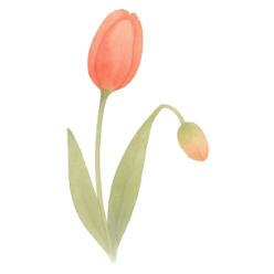 チューリップクラス